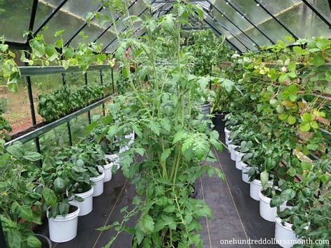 how to grow food in a greenhouse Greenhouse Setup Ideas, Greenhouse Planting Ideas, Tomatoes In Greenhouse, Greenhouse Setup, Poly Tunnel, Greenhouse Tomatoes, Cold Frames, Best Greenhouse, Aquaponics Diy