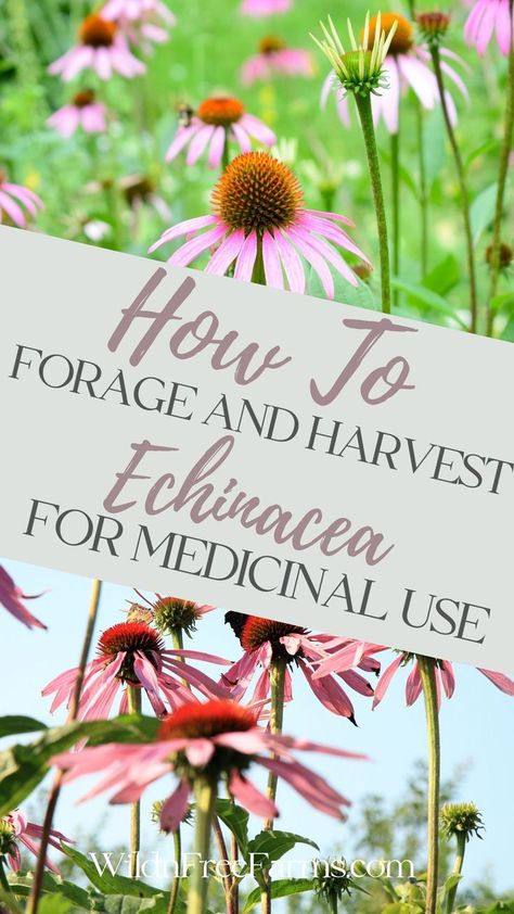 echinacea Harvesting Echinacea, Harvest Echinacea, Growing Echinacea, Echinacea Benefits, Herb Life, Echinacea Tea, Purple Coneflower, Tea Blends, Right Time