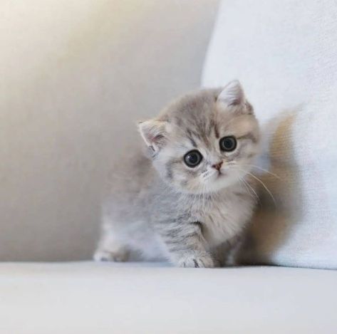 you like? Gato Munchkin, Cute Cat Costumes, Super Cute Kittens, Munchkin Kitten, Munchkin Cat, Cute Little Kittens, Silly Cats Pictures, Cute Cats Photos, Cute Animals Images