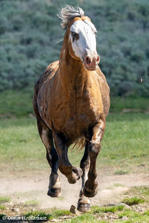 November 2020 Wild Horses Mustangs, Wild Horses Photography, Horse Galloping, Horse Anatomy, Wild Mustangs, Horse Girl, Horse Photography, Wild Ones, Pretty Horses