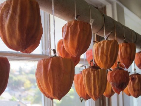 I feel like this is going to be one of those projects that I'm more into making… Hachiya Persimmon Recipes, Fermented Persimmon, Hachiya Persimmon, Dried Persimmons, Persimmon Recipes, Fall Treats, Asian Cooking, Dehydration, Fermenting