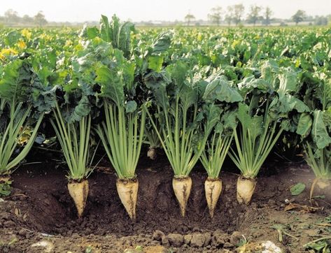 Beet Plant, Food Plots For Deer, Deer Food, Sugar Beets, Beta Vulgaris, Clover Seed, Food Plot, Sugar Beet, Root Vegetables