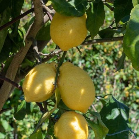 Planting Citrus Trees In Ground, Lemon Tree Companion Plants, Citrus Trees Landscape, Citrus Tree Garden, Satsuma Tree, Veg Gardens, Key Lime Tree, Tree Garden Design, Best Companion Plants