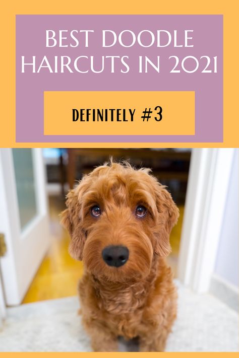 #doodle #doggrooming #doodlehaircut Dog Haircuts Goldendoodle, F1 Goldendoodle Haircut, Doodle Cuts Pet Grooming, Straight Hair Doodle Cuts, Doodle Face Grooming, Doodle Grooming Styles, Golden Doodle Haircut Styles, Doodle Haircut Styles, Golden Doodle Haircut