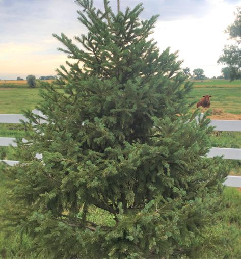 Black Hills Spruce, Picea Glauca, Colorado Spruce, Northern Canada, White Spruce, View Landscape, Balsam Fir, Sitka Spruce, Boulder Co