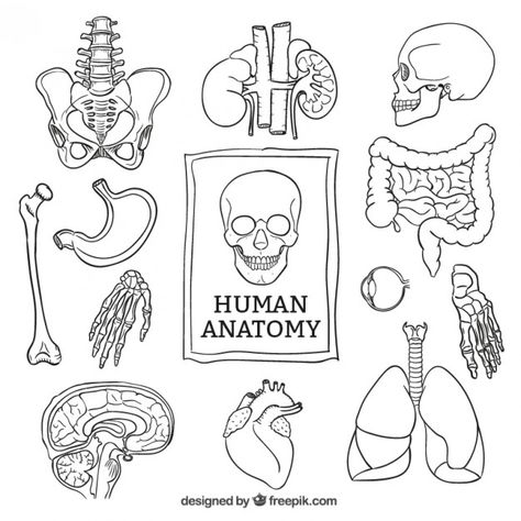 Biology Drawing, Medical Drawings, Whatsapp Logo, Images Hello Kitty, Human Anatomy Art, Bullet Journal Art, School Inspiration, Anatomy Drawing, Medical Illustration