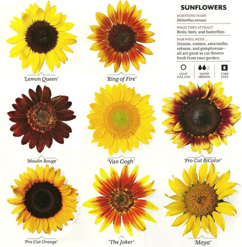 Growing sunflowers: http://www.sunflowerguide.com/              http://www.gardenersnet.com/vegetable/sunflowr.htm Different Kinds Of Sunflowers, Different Sunflower Types, Different Types Of Sunflowers, Sunflower Landscaping, African Sunflower, Sun And Sunflower Tattoo, Sunflower Types, Sunflower Garden Ideas, Sun And Sunflower