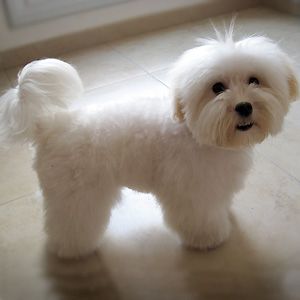 Shitzu Dogs Haircuts, Cotton De Tulear, Coton De Tulear Puppy, Coton De Tulear Dogs, Chien Shih Tzu, Dog Grooming Styles, Maltese Poodle, Disabled Dog, Puppy Cut