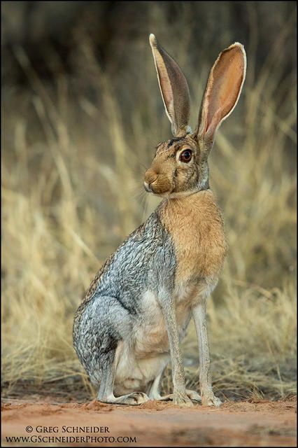 Wild Rabbit, Jack Rabbit, Rabbit Art, Woodland Creatures, Animal Photo, Nature Animals, Beautiful Creatures, Animal Kingdom, Animal Photography