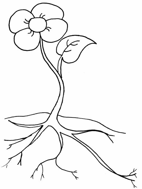 Parts of a flower color sheet | Print the "parts of a plant" coloring page. Label the parts you know ... Flower Roots, Roots Drawing, Quotes Creativity, Flower Coloring Sheets, Sunflower Coloring Pages, Flower Templates Printable, Plant Activities, Flower Outline, Parts Of A Flower