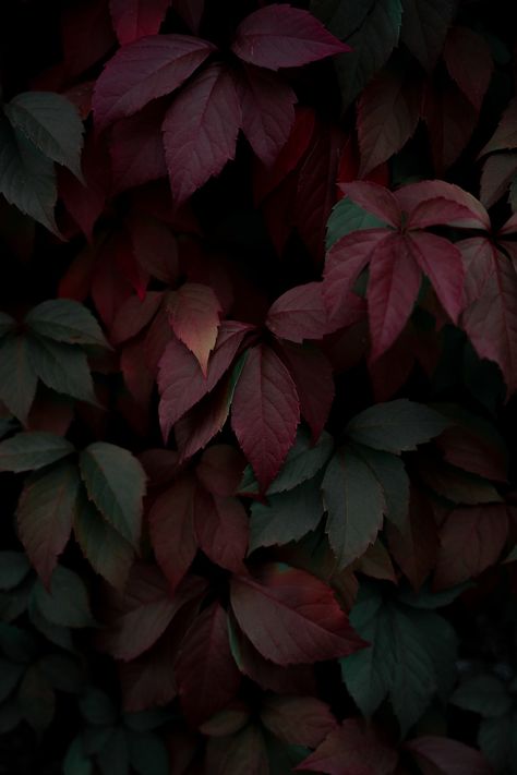 Maroon Aesthetic, Ombre Wallpaper Iphone, Fall Backgrounds Iphone, Iphone Wallpaper Fall, Smartphone Wallpaper, Outdoor Photos, Apple Wallpaper, Aesthetic Iphone, Fall Wallpaper