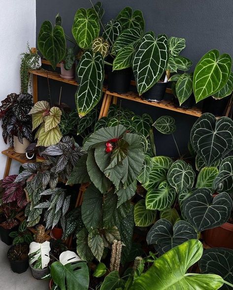 If you can pick one plant from here, which would it be? Comment below 👇🏼 Shop @plant_vault 🪴 #rarearoid #aroidaddicts #aroidsofinstagram #aroidlove #aroidlovers #iloveplant Design Esthetic, Indoor Garden Rooms, Indoor Plant Display, Herb Garden Pots, Plant Magic, Plants Are Friends, Balcony Plants, Interior Plants, Plant Aesthetic