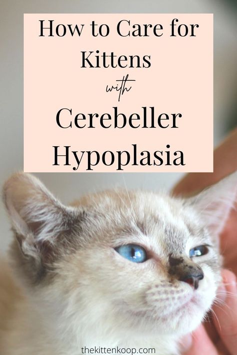 Click to find out out what cerebellar hypoplasia is, how kittens get it, and how to help them adapt to their surroundings. Foster Kittens, Kitten Care, Brain Development, Animal Hospital, Foster Care, Normal Life, Health Conditions, Veterinarian, Cat Lady