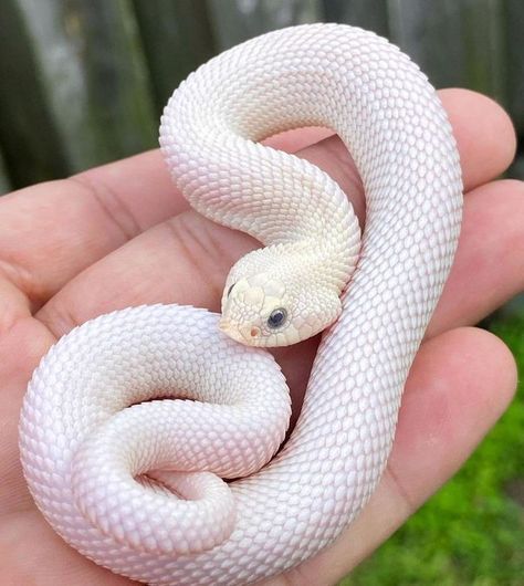 Hog Nose Snake, Snake Party, Hognose Snake, Baby Snakes, Cool Snakes, Pretty Snakes, Cute Reptiles, Cute Snake, Reptile Snakes