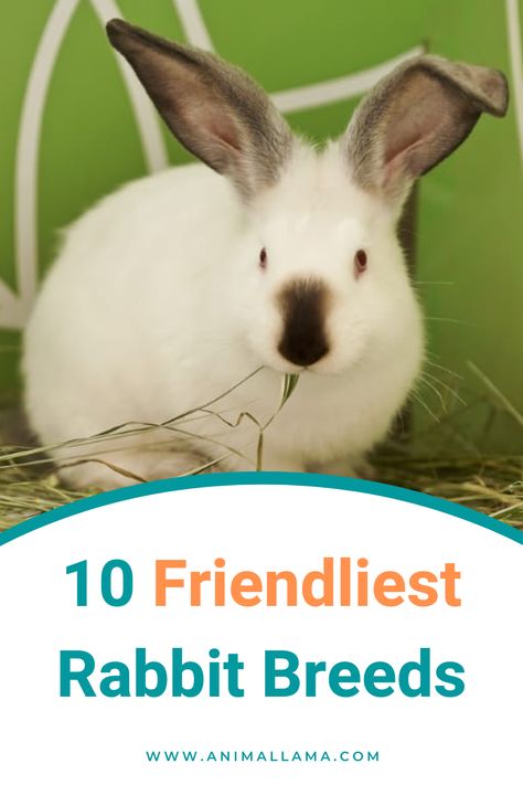 friendliest rabbit breeds Breeds Of Bunnies, Friendliest Rabbit Breeds, Rabbit Breeds Types Of Bunnies, Types Of Rabbits Breeds, Bunny Breeding, Types Of Rabbits, Breeds Of Rabbits, Types Of Bunnies, Meat Rabbits Breeds