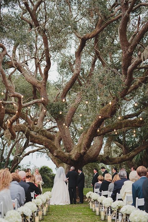 Festoon Lighting Outdoors Magical Wedding Ceremony Beneath An Oak Tree Florida http://stephaniew.com/ Oak Tree Wedding Ceremony, Tree Wedding Ceremony, Oak Tree Wedding, White Veil, Wedding Ceremony Ideas, Terracotta Wedding, Arch Decoration Wedding, Florida Wedding Venues, Whimsical Wonderland Weddings