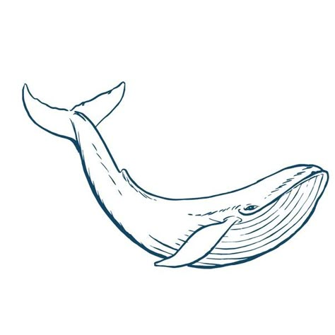 Blue Whale Drawing, Whale Sketch, Sea Creatures Drawing, Whale Drawing, Shark Drawing, Whale Tattoos, Whale Art, Best Tattoo Designs, Tattoo Outline