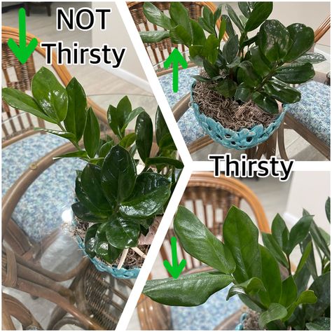 Plant Alchemy, Zz Plant Care, Houseplant Collection, Decorating With Plants, Florida Plants, Lucky Plant, Plant Watering, Plant Care Houseplant, Zz Plant