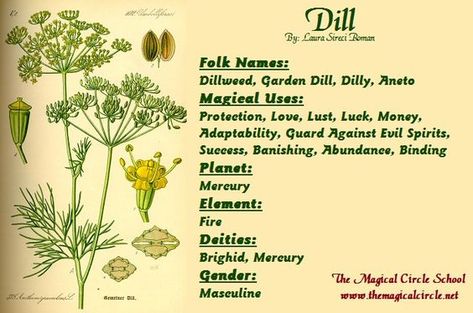 Magical Properties Of - Dill Dill Magical Properties, Magical Circle, Herbs To Grow, Witchcraft Herbs, Magickal Herbs, Witch Herbs, Green Witchcraft, Witch Garden, Magic Herbs