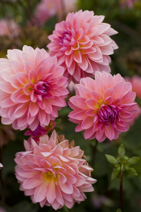 Flower Farming, Dahlias Garden, Growing Dahlias, Jitterbug, Cake Flowers, Unusual Plants, Rare Flowers, Dahlia Flower, Ornamental Plants