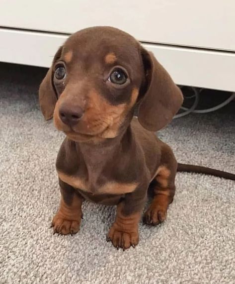 Pictures and Videos Show Why Dachshund Too Cute – KingdomOfDoggos Weiner Dog Puppies, Sausage Dog Puppy, Puppy Dog Pictures, Dachshund Puppies For Sale, Baby Dachshund, Dachshund Puppy Miniature, Dapple Dachshund, Cute Animals Puppies, Very Cute Dogs