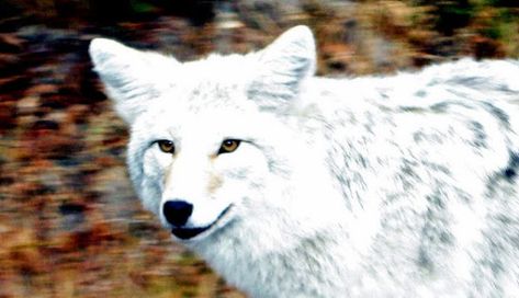 White Wolf : National Geographic Releases Rare Images of Leucistic Coyote White Coyote, Wolf White, Wild Wolf, Rare Images, Forest Creatures, Spirit Animals, Newfoundland And Labrador, Attack On Titan Fanart, American Southwest