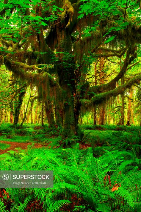 Colour My World, Olympic National Park Washington, Maple Tree, Olympic National Park, Travel Images, My World, Washington State, Stock Footage, Landscape Photography