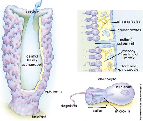 Sponge Phylum Porifera Notes, Phylum Porifera, Smooth Muscle Tissue, Biology Memes, Science Boards, Sea Sponge, Doodle Notes, Biology Lessons, Science Notes