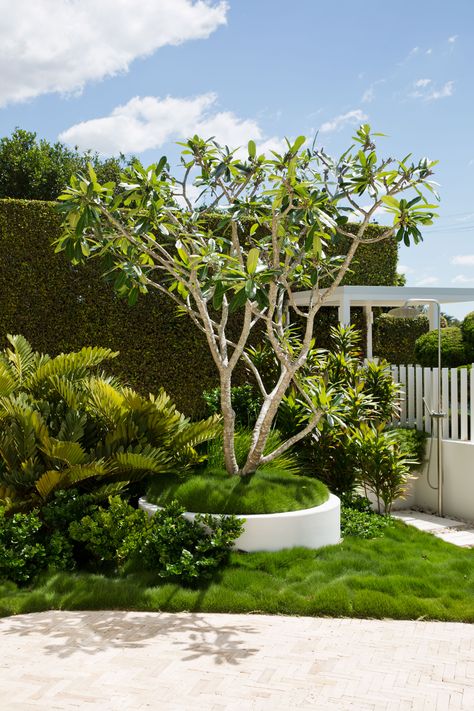 Frangipani feature, zoysia and zamia furfuracea Beach Front Garden, Queensland Garden, Frangipani Garden Ideas, Beach House Garden Landscaping, Tropical Front Garden, Frangipani Garden, Australian Screening Plants, Zamia Plant, Front Garden Ideas Australian