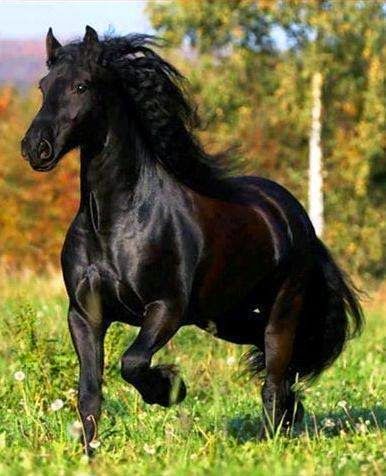 Friesian Horses, Beautiful Horse Pictures, Black Stallion, Andalusian Horse, Black Horses, Most Beautiful Horses, Friesian Horse, Majestic Horse, I Love Horses