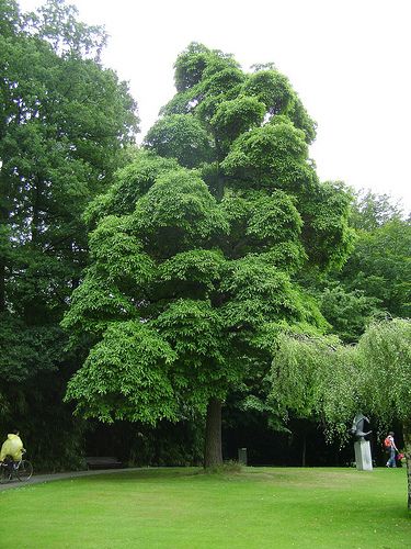 Evergreen Tree Tattoo, Sassafras Tree, Tree Roots Tattoo, Cool Trees, Trees Aesthetic, Lovely As A Tree, Meteor Garden 2018, Magic Garden, Garden Route