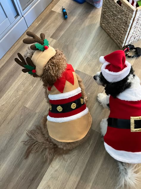 Dog Wearing Clothes, Christmas Dog Dress, Dog Christmas Clothes, Diy Dog Costumes, Santa Dog, Dog Sketch, Dog Costumes, Dog Costume, Dog Blanket