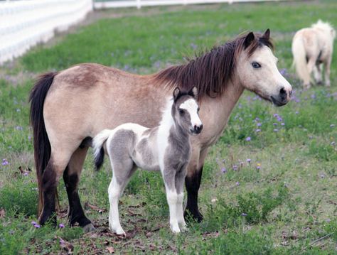 Home ⋆ Little America Miniature Horses Miniature Horses, Miniature Horse Costumes, Miniature Horses For Sale, Miniature Horse Foal, Miniature Shetland Pony, Miniature Horse Driving, American Miniature Horse, Shetland Pony, Horse Pattern