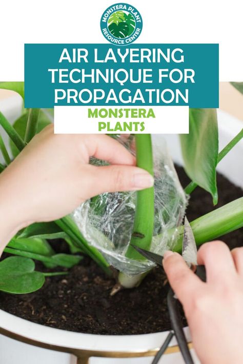 Curious how to use the air layering technique on your monstera plants? Learn more in-depth information from this air layering guide for monstera propagation. Monstera Display, Monstera Propagation, Monstera Deliciosa Care, Monstera Plant Care, Indoor Plant Display, Indoor Plant Shelves, Monstera Obliqua, Monstera Plants, Air Layering