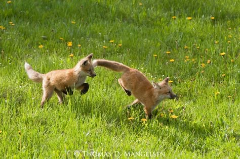 fox kits play | Two red fox kits run and play in a meadow in Wyoming. Running Sketch, Fox Anatomy, Running Animation, Running Drawing, Cat Edit, Running Illustration, Fox Running, Terry Fox, Running Art