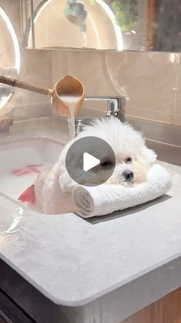 Dogs | Puppies on Instagram: "Relaxing Spa day 🥰" Funny Dog Bath Videos, I Was Washing My Face Dog, Dog Spa Day At Home, Puppy Spa Day, Diy Dog Beds For Small Dogs, Dog Spa Day, Spa Dog, Spoiled Puppy, Cute Dog Videos