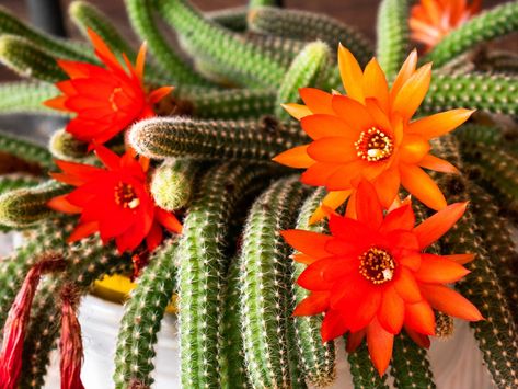 Peanut Cactus, Growing Peanuts, Cactus Light, Cactus Care, Insecticidal Soap, Neem Oil, Drought Tolerant Plants, Potting Soil, Orange Flowers