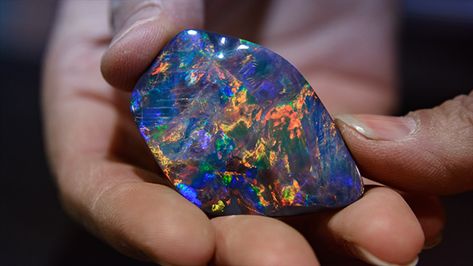 Opal cutter and carver Justine Buckley holds a 92-carat Lightning Ridge black opal Expensive Stones, Lightning Ridge Black Opal, Rainbow Opal, Precious Opal, Rare Stone, Red Diamond, Lightning Ridge, Rare Gems, Rocks And Gems