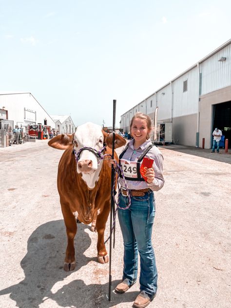 Show Cow Aesthetic, Show Outfits Livestock, Showing Livestock Outfits, Cattle Aesthetic, Livestock Show Outfits, Ffa Pictures, Showing Outfits, Cow Accessories, Cattle Showing