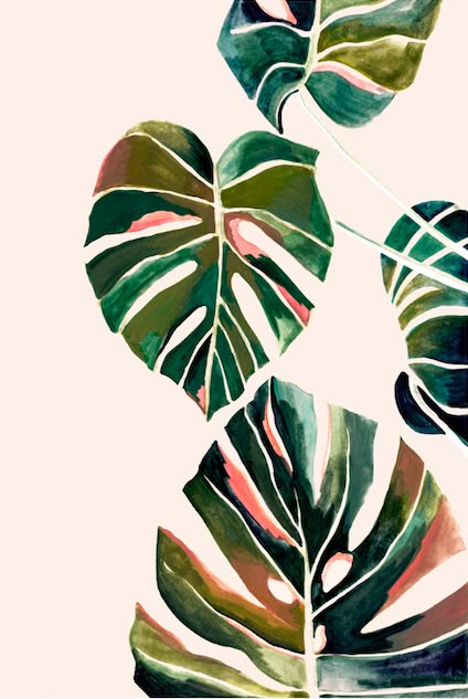 Painted Monstera Leaves, Monstera Plant Illustration, Monstera Deliciosa Drawing, Monstera Deliciosa Tattoo, Monstera Plant Painting, Monstera Leaf Drawing, Monstera Plant Drawing, Monstera Leaf Painting, Monstera Plant Art