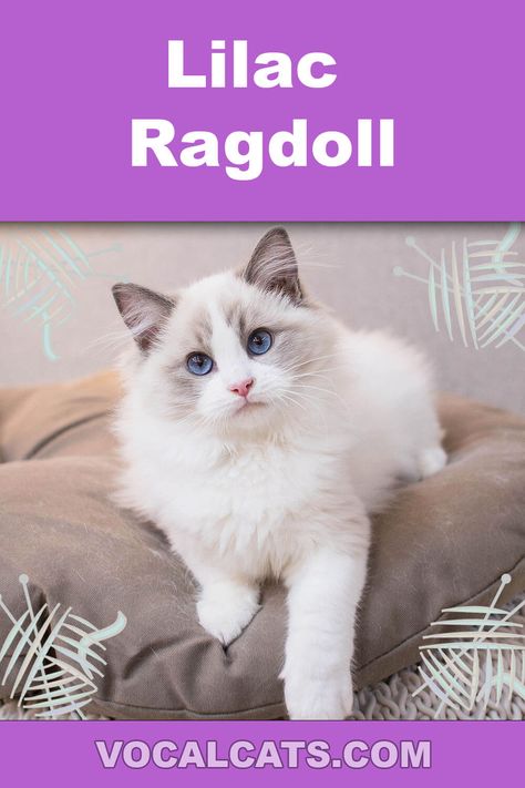 Lilac Ragdoll: Complete Guide, Lilac Ragdoll Cat, Lilac Ragdoll kitten, Lilac Ragdoll Cat Aesthetic, Lilac Bicolor Ragdoll Cat, Lilac Point Ragdoll Cat, Ragdoll Cat Lilac Blue, Birman Cat Lilac Ragdoll kittens Ragdoll Cat Aesthetic, Lilac Ragdoll Cat, Ragdoll Cat Colors Patterns, White Ragdoll Cat, Ragdoll Cat Breeders, Lilac Ragdoll Kitten, Bicolor Ragdoll Cat, Lilac Ragdoll, Birman Kittens