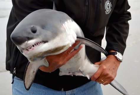 A marine biologist first thought a dolphin or porpoise pup was rolling in the surf, but discovered it was a baby shark: "I had the shock and thrill of my life." Salmon Shark, Baby Great White Shark, Shark Man, Baby Animals Pictures, The Great White, Sharp Teeth, Shark Week, White Sharks, Great White Shark