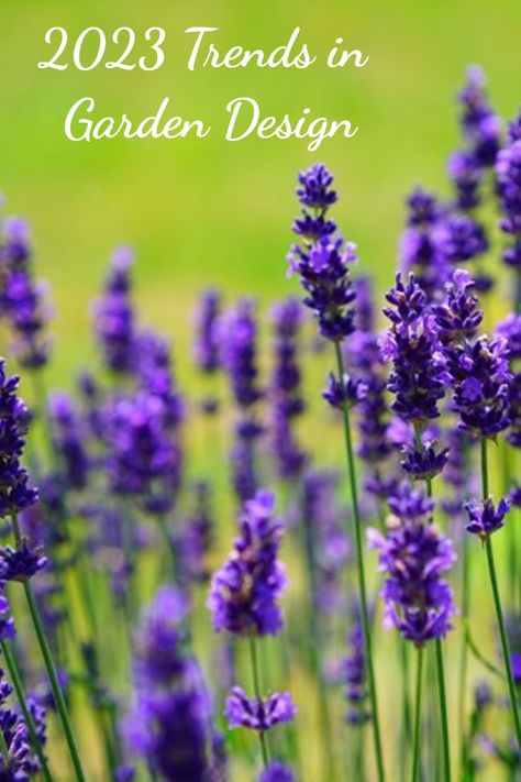 Lavender is one of several plants that serve to create the look of a Mediterranean garden. Garden 2023 Trends, 2023 Landscaping Trends, Plant Trends 2023, Landscaping Trends 2023, Northwest Garden Ideas Landscape Design, Garden Design Trends 2023, Outdoor Trends 2023, Trending Plants 2023, 2023 Garden Trends