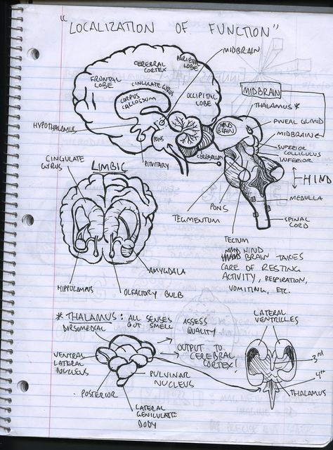 Neuroscience Notebook Neurosurgeon Aesthetic Notes, Neuropsychologist Aesthetic, Neuroscience Notes, Neuroscience Aesthetic, Neurosurgeon Aesthetic, Study Biology, Medical Student Motivation, Medicine Notes, Psychology Notes