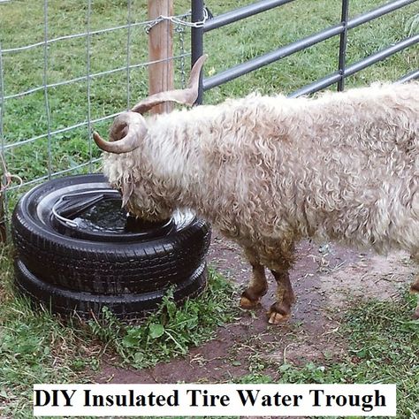 A really neat idea for keeping your smaller livestock and larger pets water from freezing this winter! Susan's husband built the trough pictured above for their goat. But it would work for big dogs, smaller horses, etc.. Backyard Goats, Goat Playground, Goat Shelter, Goat Pen, Goat House, Pig Stuff, Goat Care, Goat Barn, Water Trough