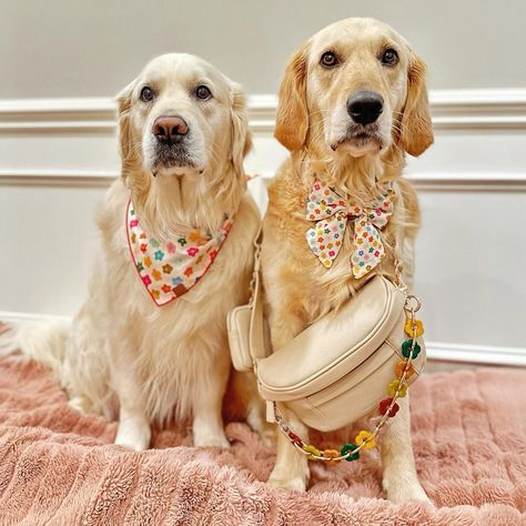 Rainbow Flower Dog Bandana – The Foggy Dog Foggy Dog, The Foggy Dog, Flower Dog, Old Pillows, Rainbow Flower, Mini Goldendoodle, Dog Flower, Shelter Dogs, Rainbow Flowers