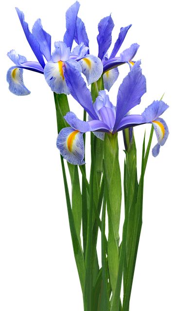 Download this free picture about Dutch Iris Plant Bulb from Pixabay's vast library of public domain images and videos. Iris Plant, Blue Iris Flowers, Dutch Iris, Flower Identification, Flowers Images, Blue Plants, Transparent Flowers, Fire Flower, Flowers Png