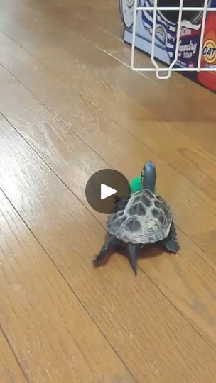 27K views · 1.1K reactions | 【The world's fastest turtle sergeant chases cats around】 | American Mona skate boat turtle | American Mona skate boat turtle · Original audio Burst Out Laughing, Viral Trend, Audio, The Originals, Animals