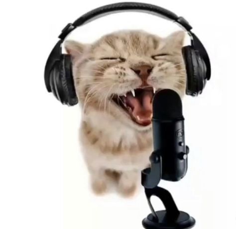 hes singing Singing Meme, Funny Cat Faces, Toro Inoue, Arte 8 Bits, Silly Cats Pictures, Cat Icon, Funny Cats And Dogs, Silly Animals, Silly Cats