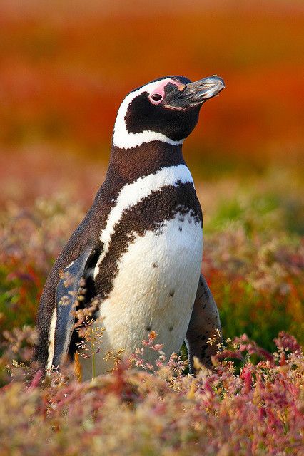 Magellanic penguin, alert near nest burrow at Sea Lion Island, Falkland Islands. Penguin Photo, Galapagos Penguin, Humboldt Penguin, Magellanic Penguin, Penguin Species, Aquatic Birds, Falkland Islands, Penguin Love, Sea Lion